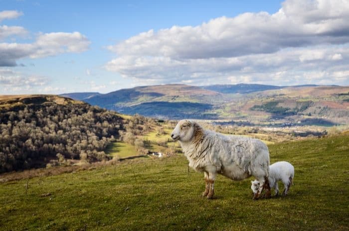 welsh countryside sheep