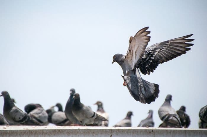 pigeons