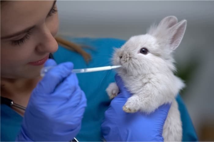 rabbit pet insurance