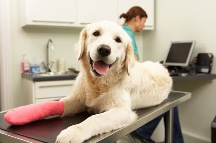 injured dog